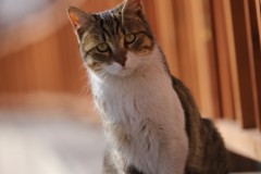 _Avanos Kedi Portresi