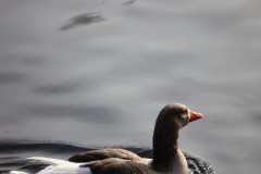 Avanos Kaz Fotoğrafi