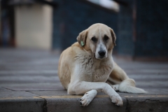Poz veren köpekcik