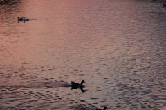 Kızılırmak Gün Batımı Ördek kazlar