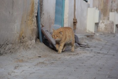 avanos-kedi