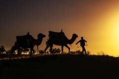cappadocia-camel-sunset