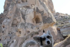 cappadocia-dog