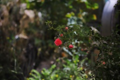 kapadokya-cicekleri-orhan-ay