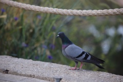 kapadokya-guvercin-orhan-ay