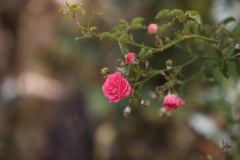 kapadokya-orhan-cicek