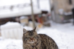 kedi
