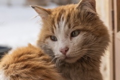 sari-kedi